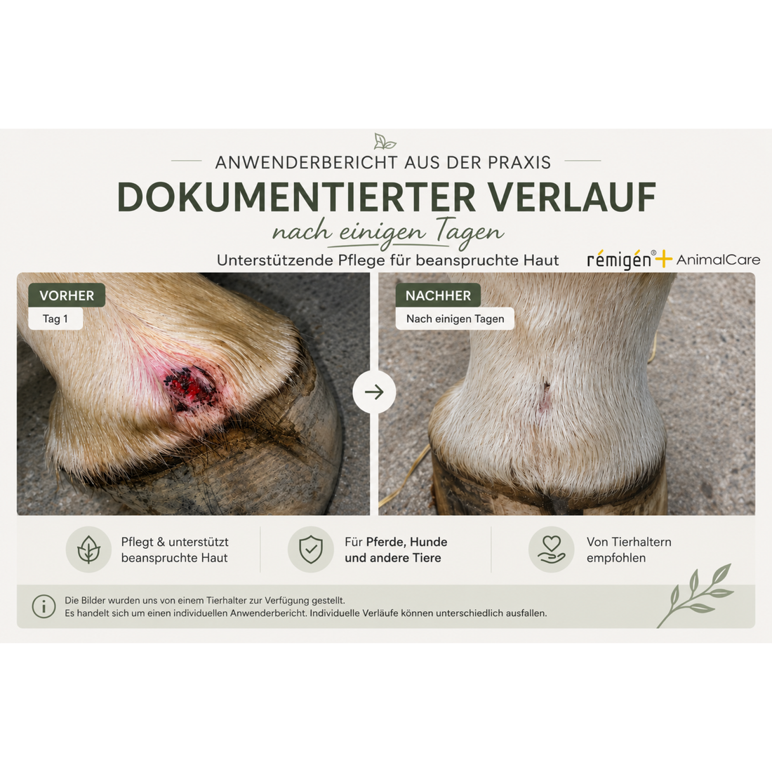 rémigén+ AnimalCare – Dokumentierter Verlauf: Vorher/Nachher Anwenderbericht beanspruchte Haut beim Pferd nach einigen Tagen