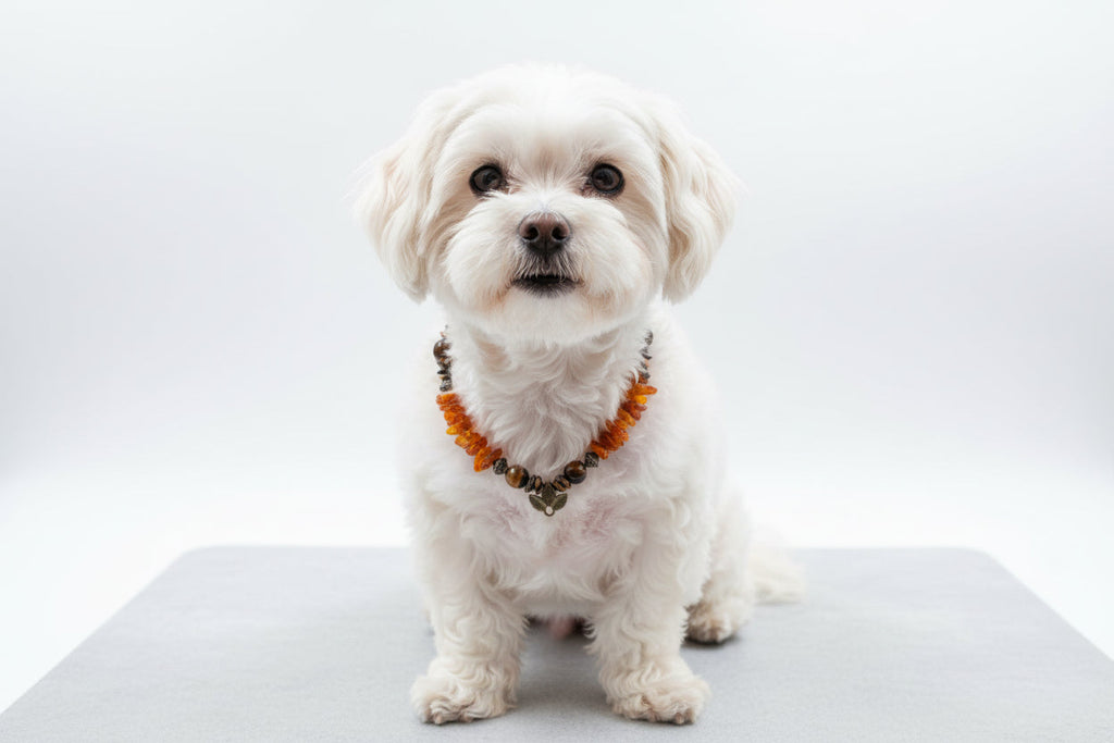 Amberdog – Bernsteinkette mit Malachit & Tigerauge 37cm