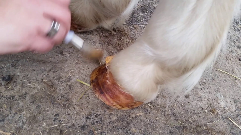 Excellent Horse Hoof Oil Gel – Hufpflegegel für Pferde, 800 g