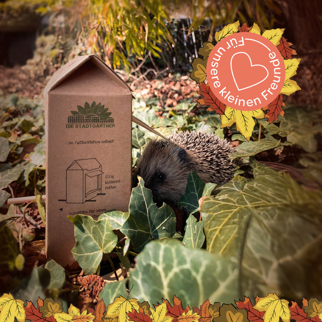 Freiluftbuffet für Igel - TierVita