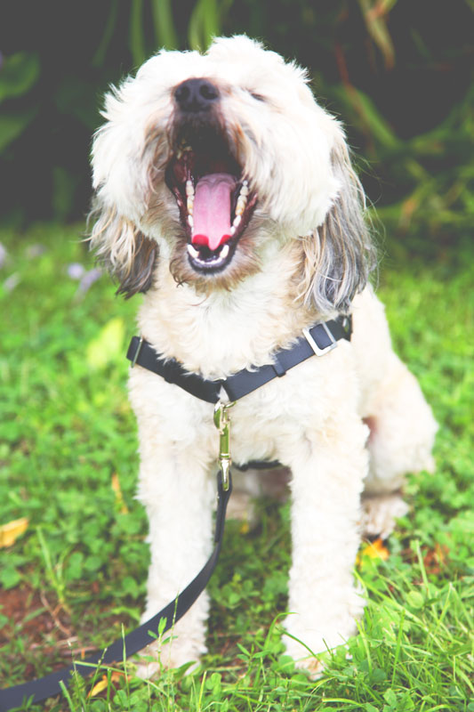 Anti-Stress-Geschirr STURMFREI®, Größe XS