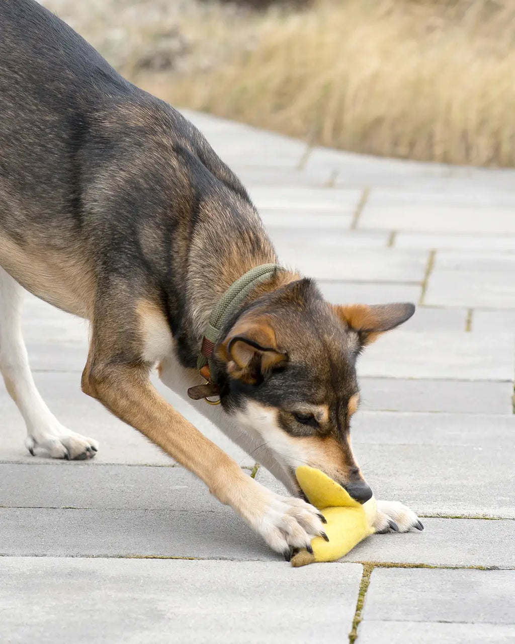 BUDDY. Hundespielzeug aus Wollfilz "Banane" - TierVita