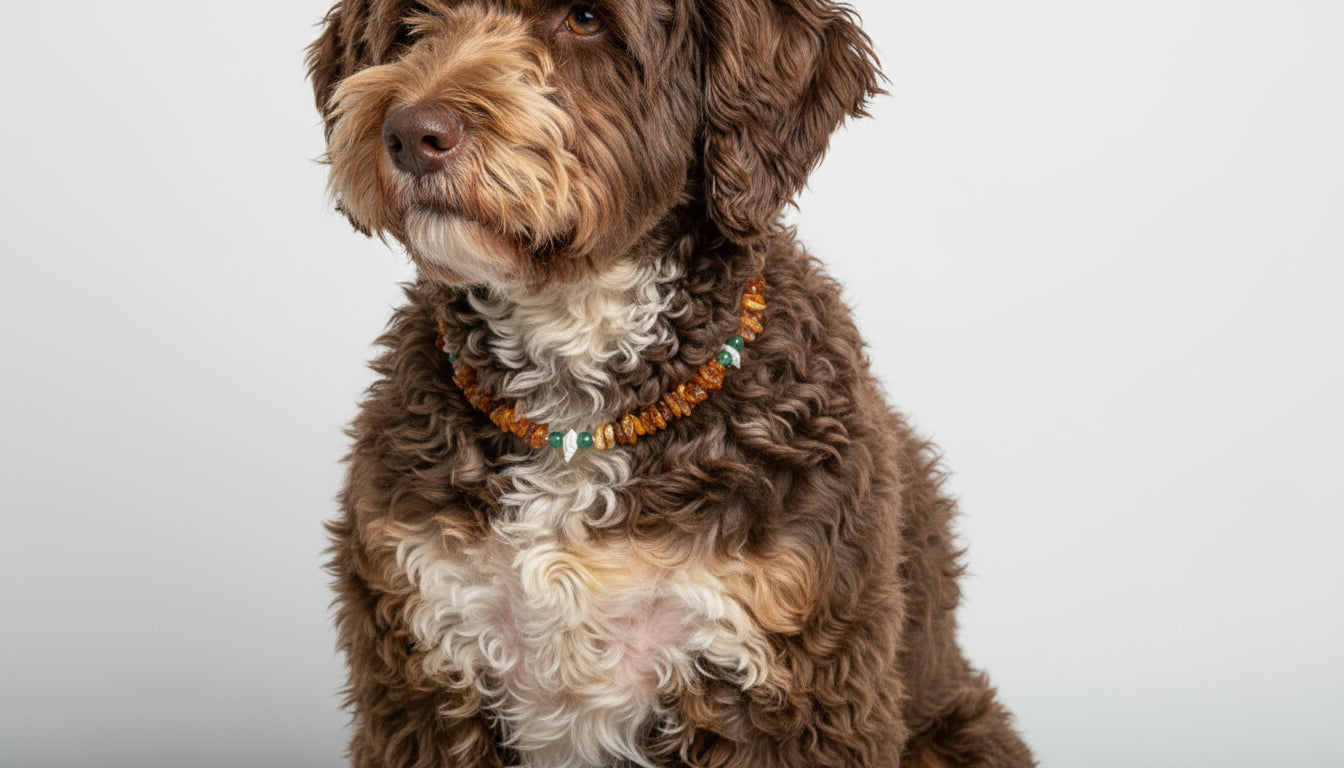 Hunde Bernsteinkette mit Aventurin und Muscheln Länge 37cm - TierVita