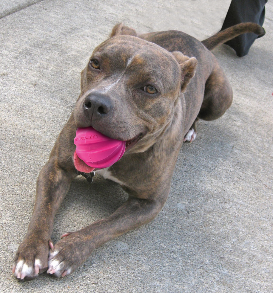 Dog Comets Halley Rosa