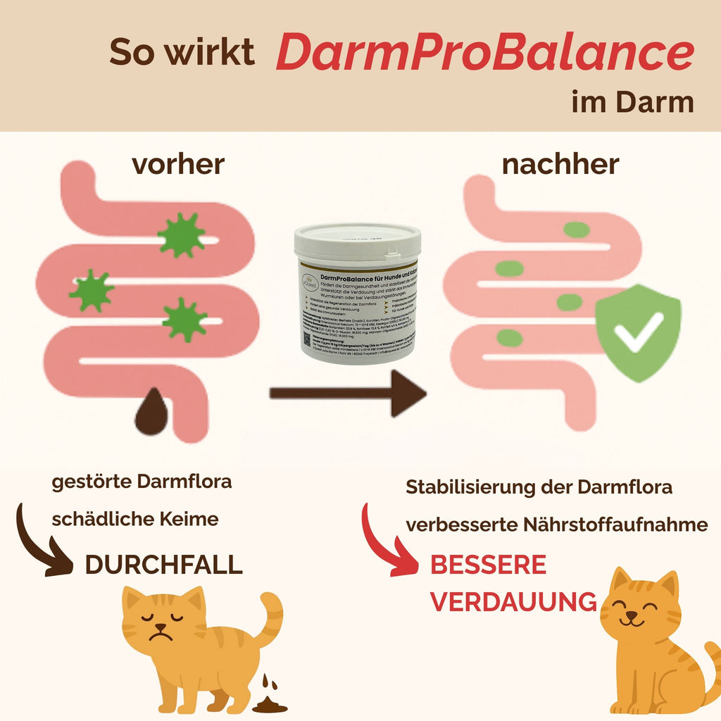 Darmpulver Katze - Durchfall und  Erbrechen Katze -Darmflora Katze aufbauen - TierVita