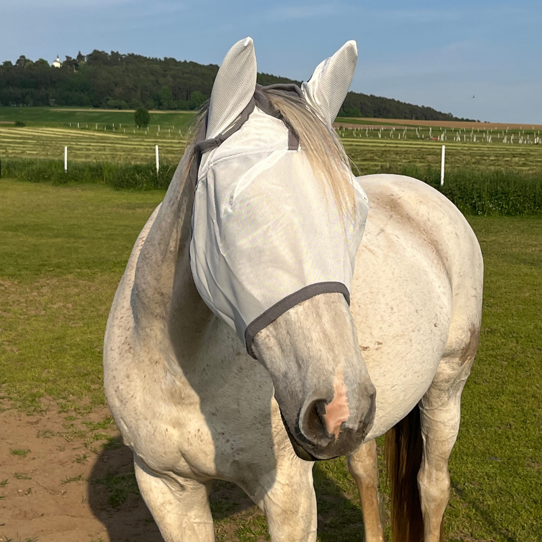 Fliegenmaske Fliegenohren Fliegenschutz für Pferde - TierVita