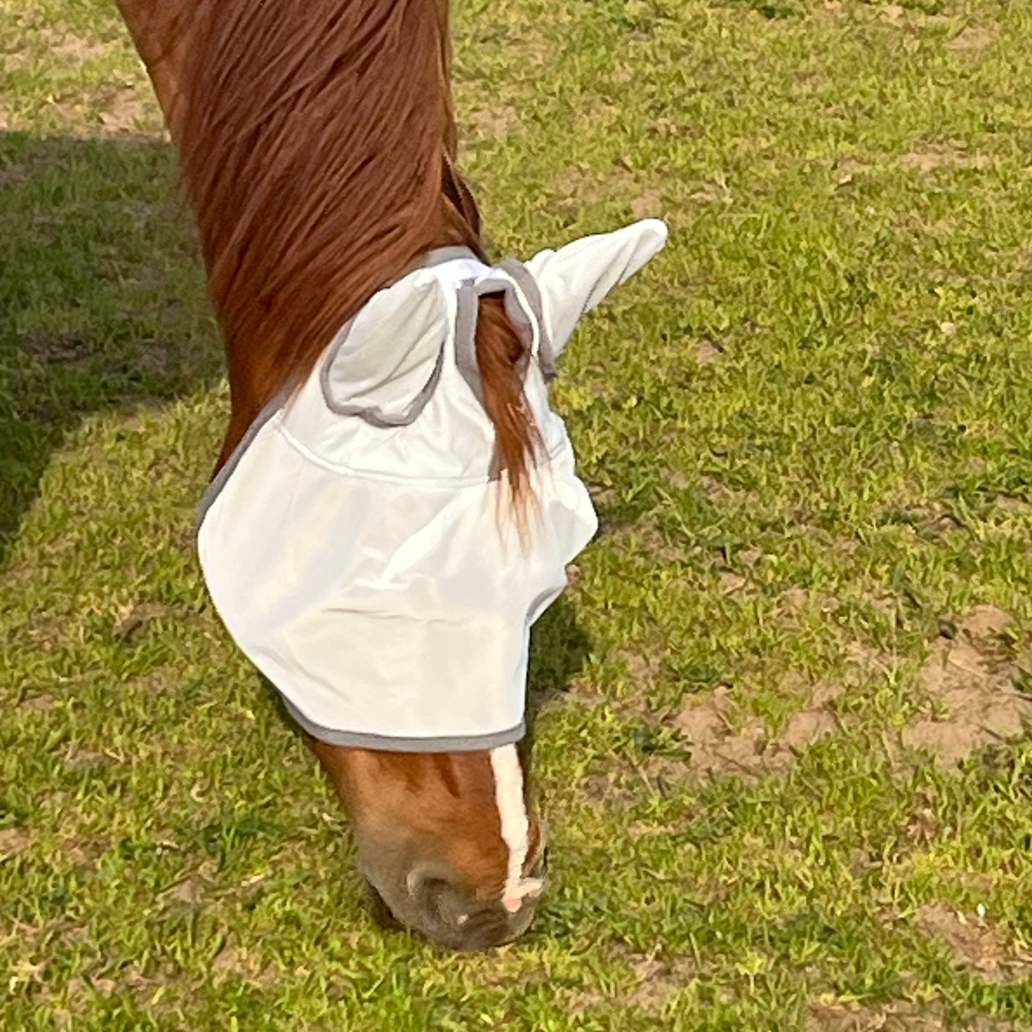 Fliegenmaske Fliegenohren Fliegenschutz für Pferde - TierVita