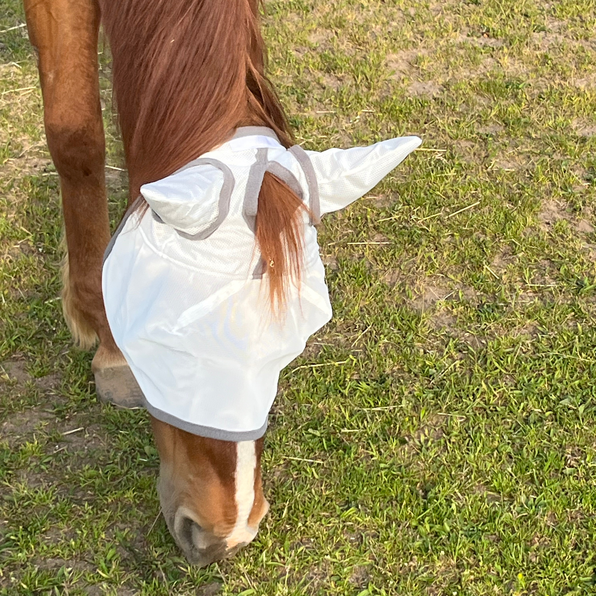Fliegenmaske Fliegenohren Fliegenschutz für Pferde - TierVita