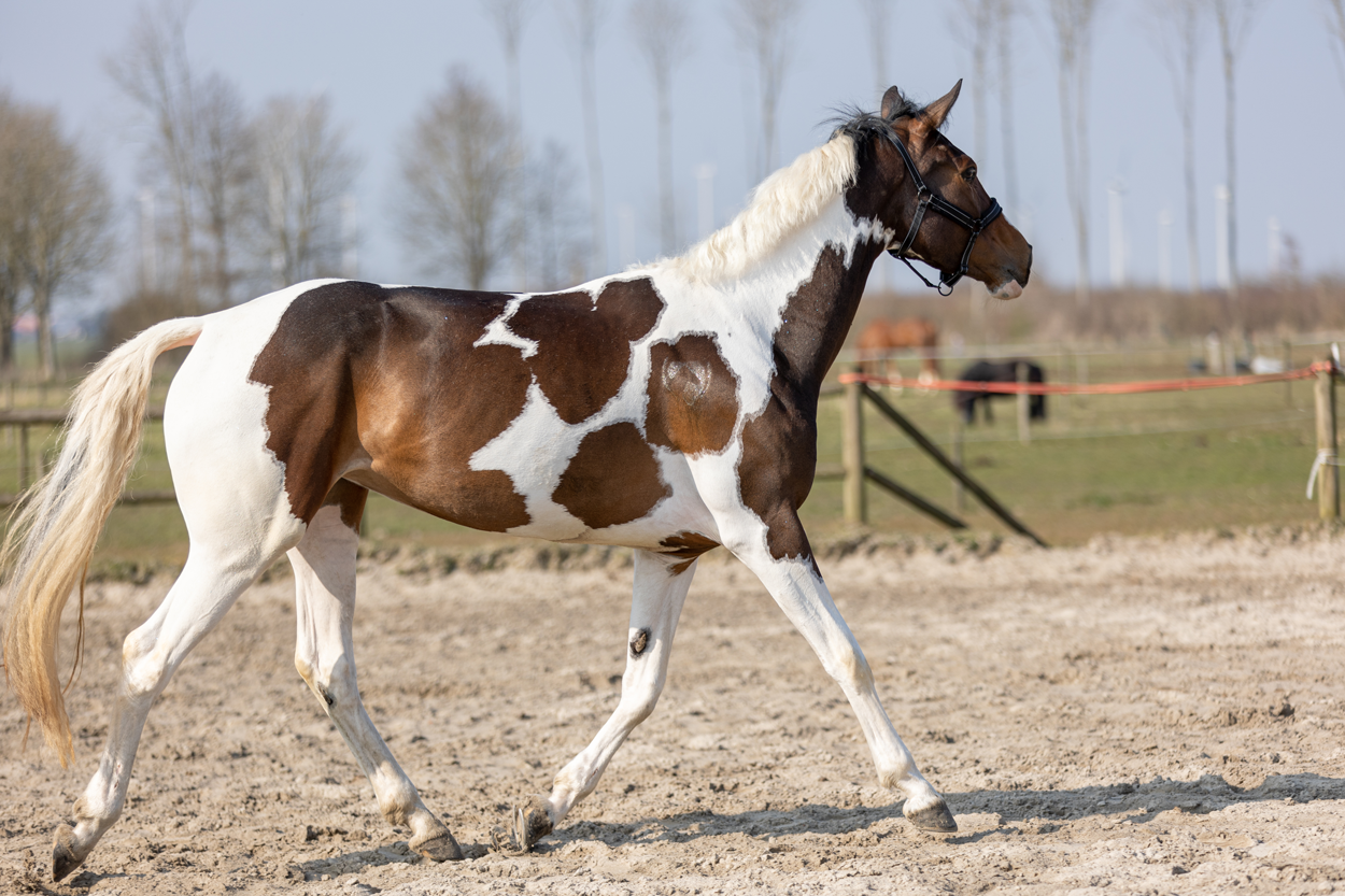 Excellent Horse Hi Gloss Glitter Spray Rainbow 250 ml