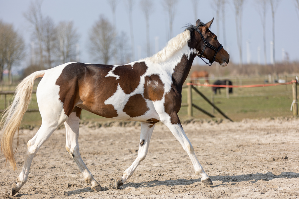 Excellent Horse Hi Gloss Glitter Spray Gold 250 ml
