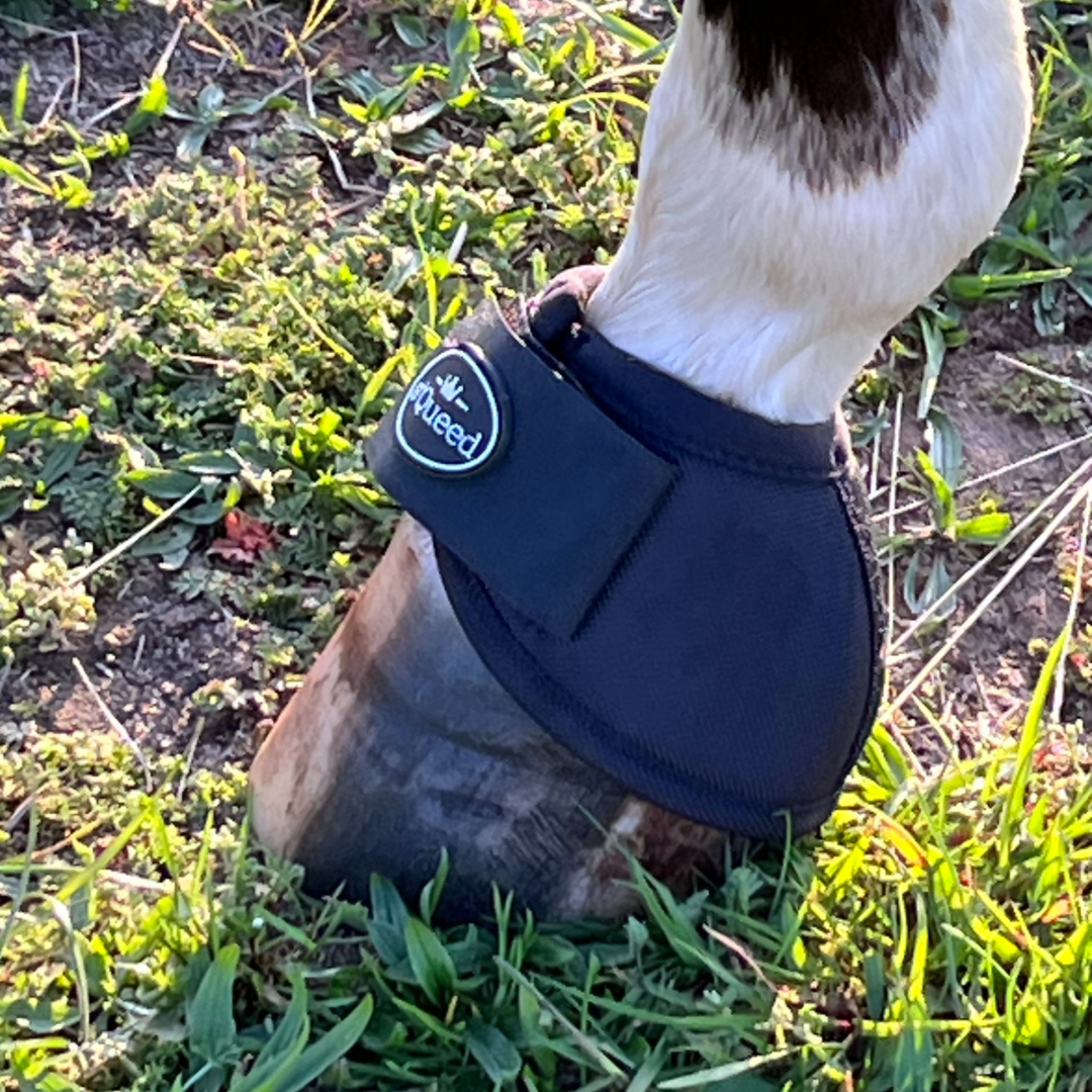 Hufglocken Bell Boots - TierVita