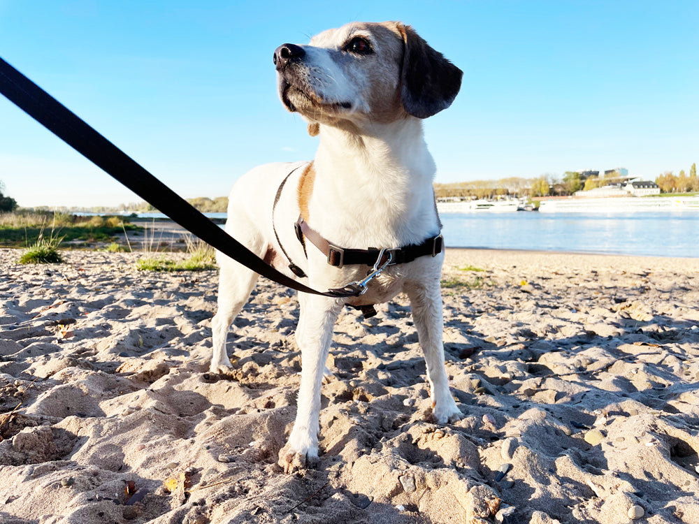 Anti-Stress-Geschirr STURMFREI® Saver für kleine bis mittlere Hunde