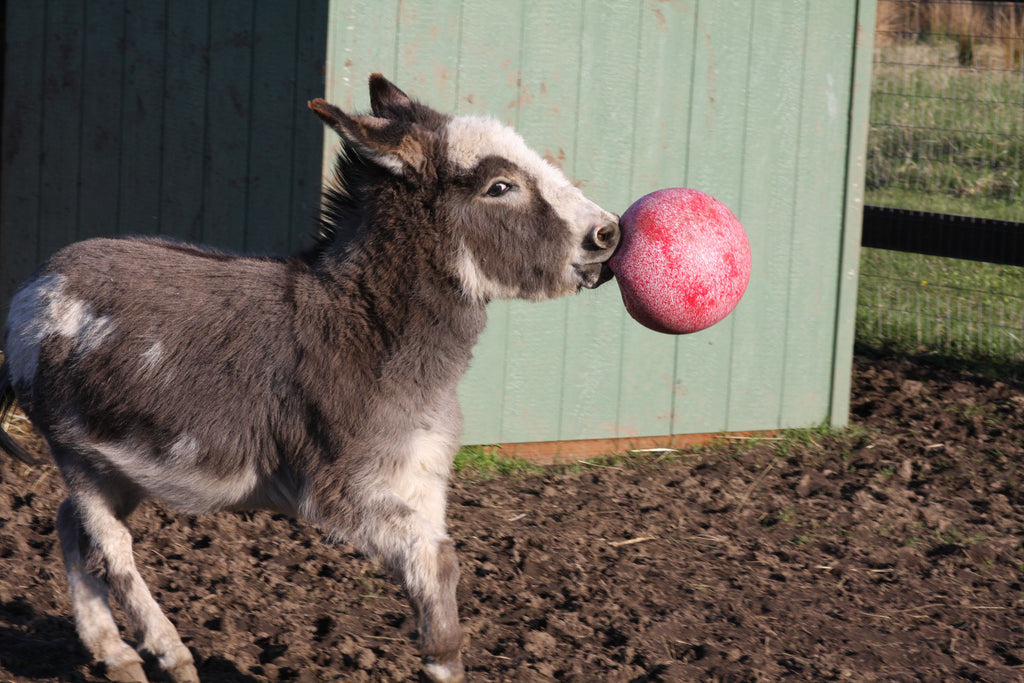 Jolly Ball Rot