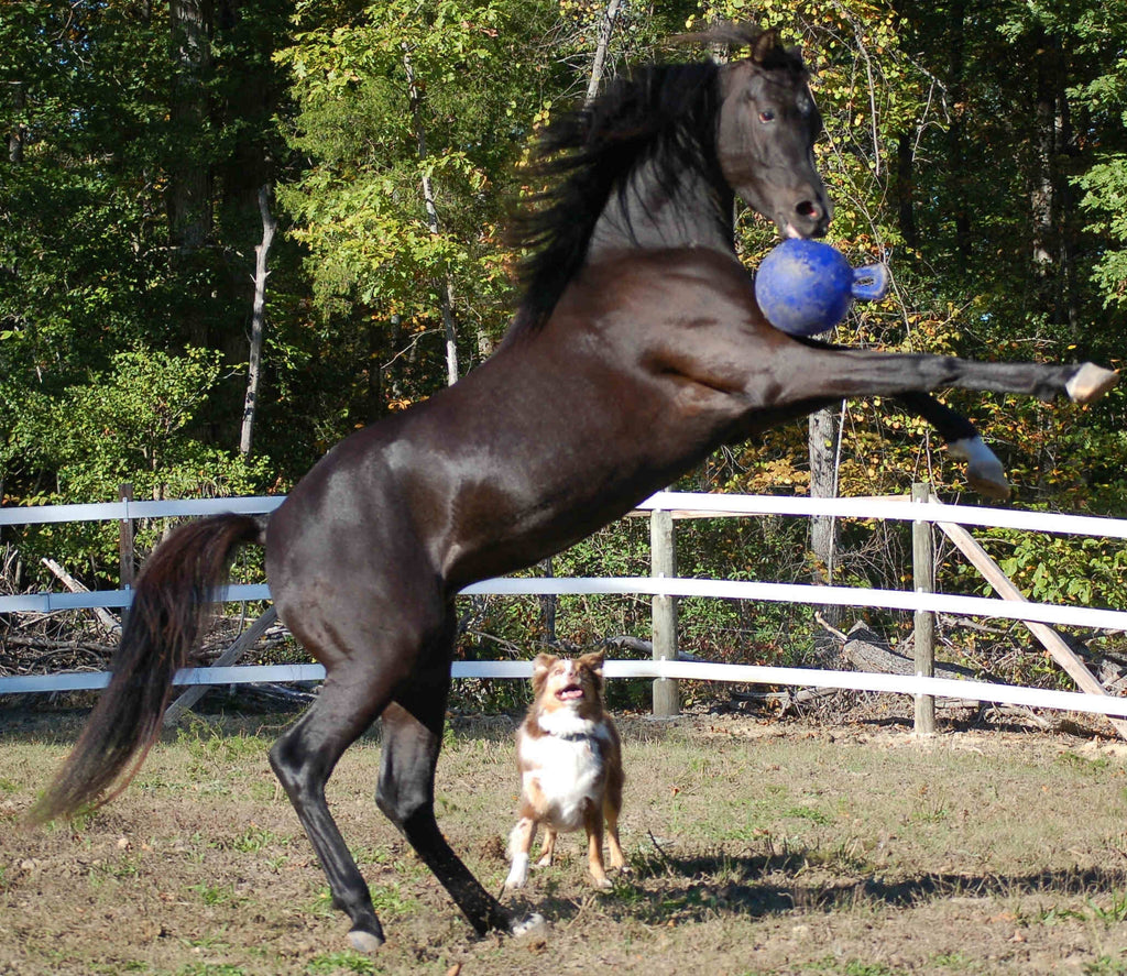 Jolly Ball Grün