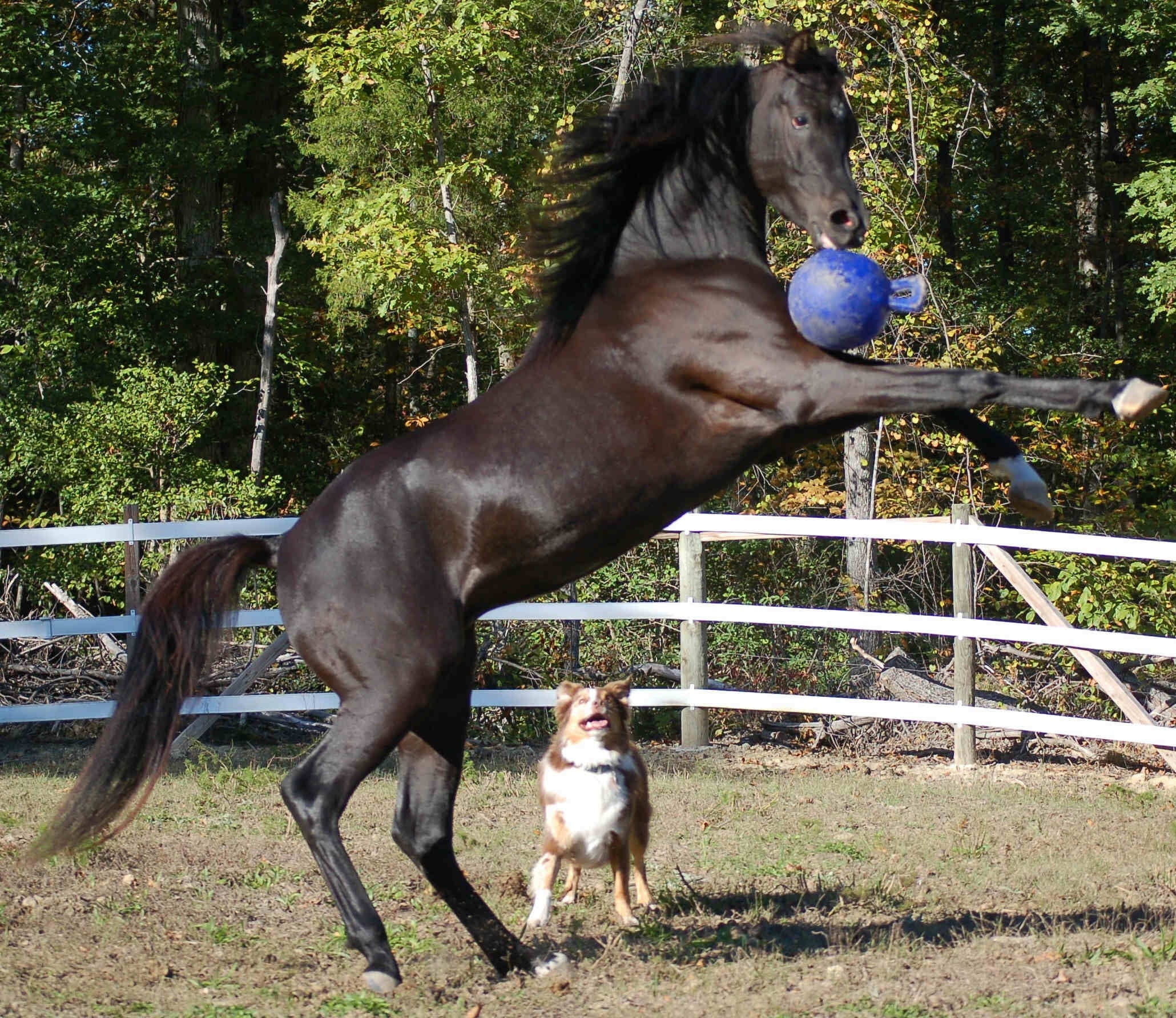 Jolly Ball Grün