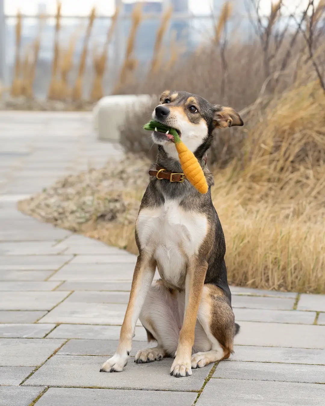 BUDDY. Hundespielzeug aus Wollfilz "Karotte" - TierVita