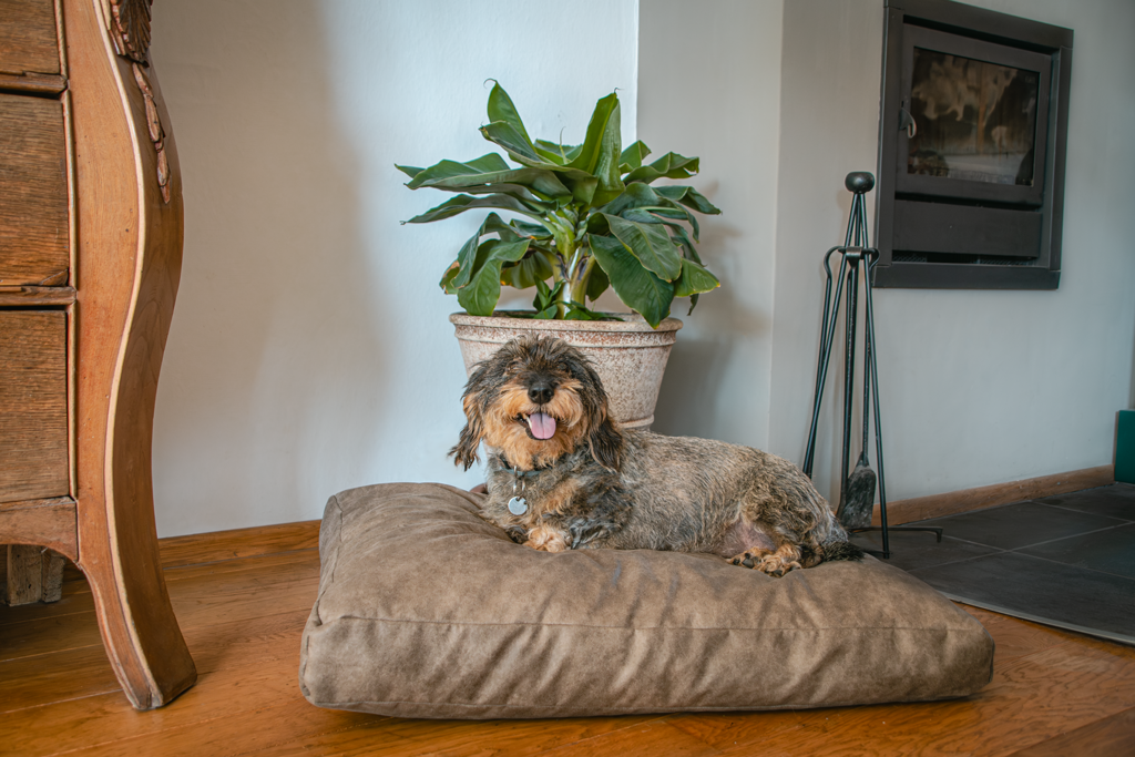 Let's Sleep Plush Pillow Hundebett L Taupe