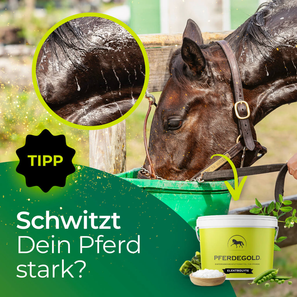 Pferdegold® Elektrolyte – Elektrolytausgleich für Pferde 1,5 kg