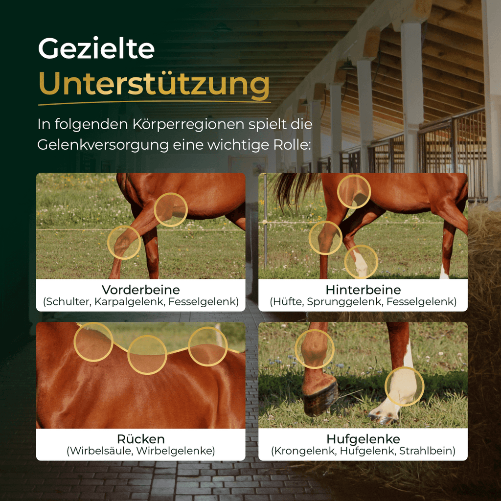 Pferdegold® Gelenke Muschelfrei 2.0 – Gelenknahrung für Pferde ohne Grünlippmuschel