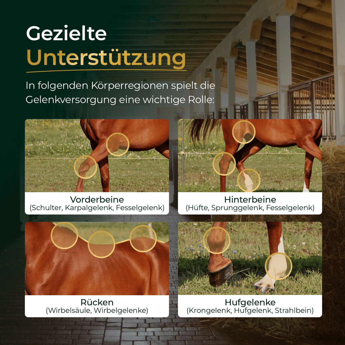 Pferdegold® Gelenke Muschelfrei 2.0 – Gelenknahrung für Pferde ohne Grünlippmuschel