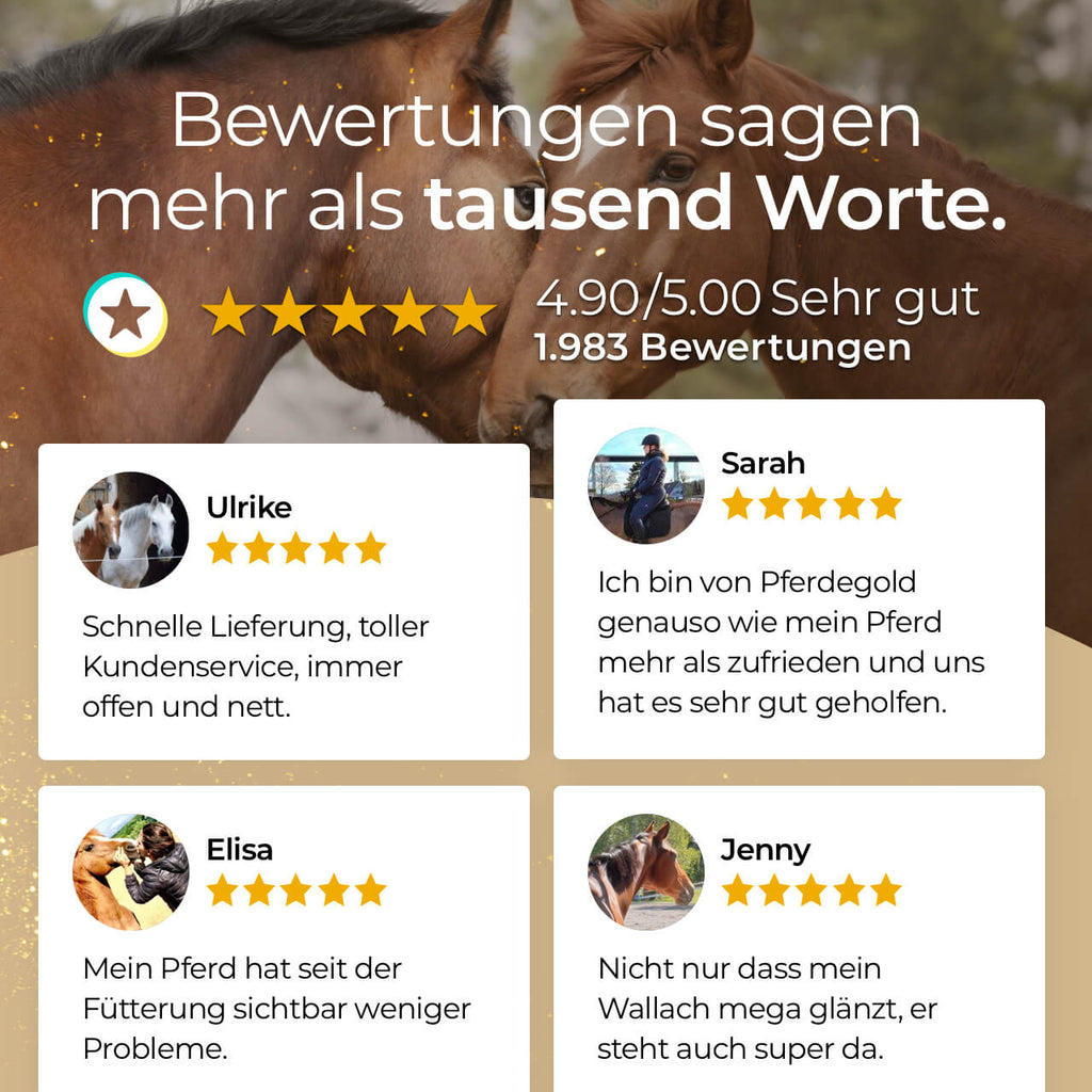 Pferdegold® Kardätsche – Pferdebürste mit Synthetik-Borsten & Handschlaufe