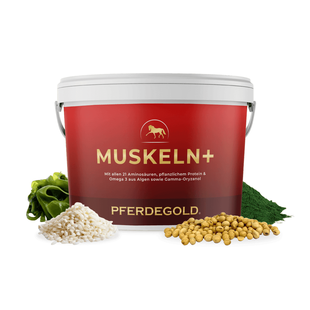 Pferdegold® Muskeln+ 2.0 – Muskelaufbau-Ergänzung für Pferde mit pflanzlichen Proteinen
