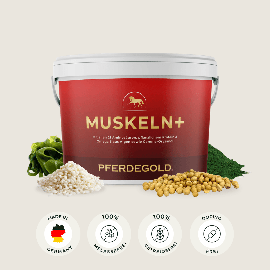 Pferdegold® Muskeln+ 2.0 – Muskelaufbau-Ergänzung für Pferde mit pflanzlichen Proteinen