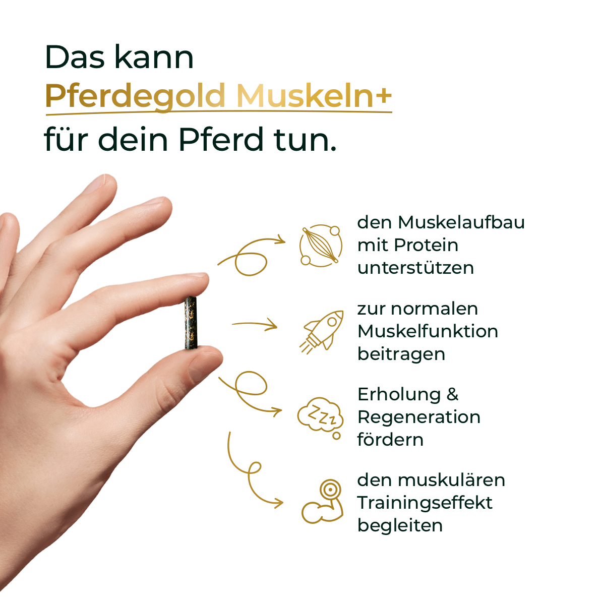 Pferdegold® Muskeln+ 2.0 – Muskelaufbau-Ergänzung für Pferde mit pflanzlichen Proteinen