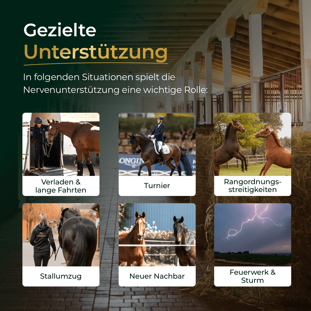 Pferdegold® Nerven+ mit Tryptophan – Ergänzung für nervöse Pferde