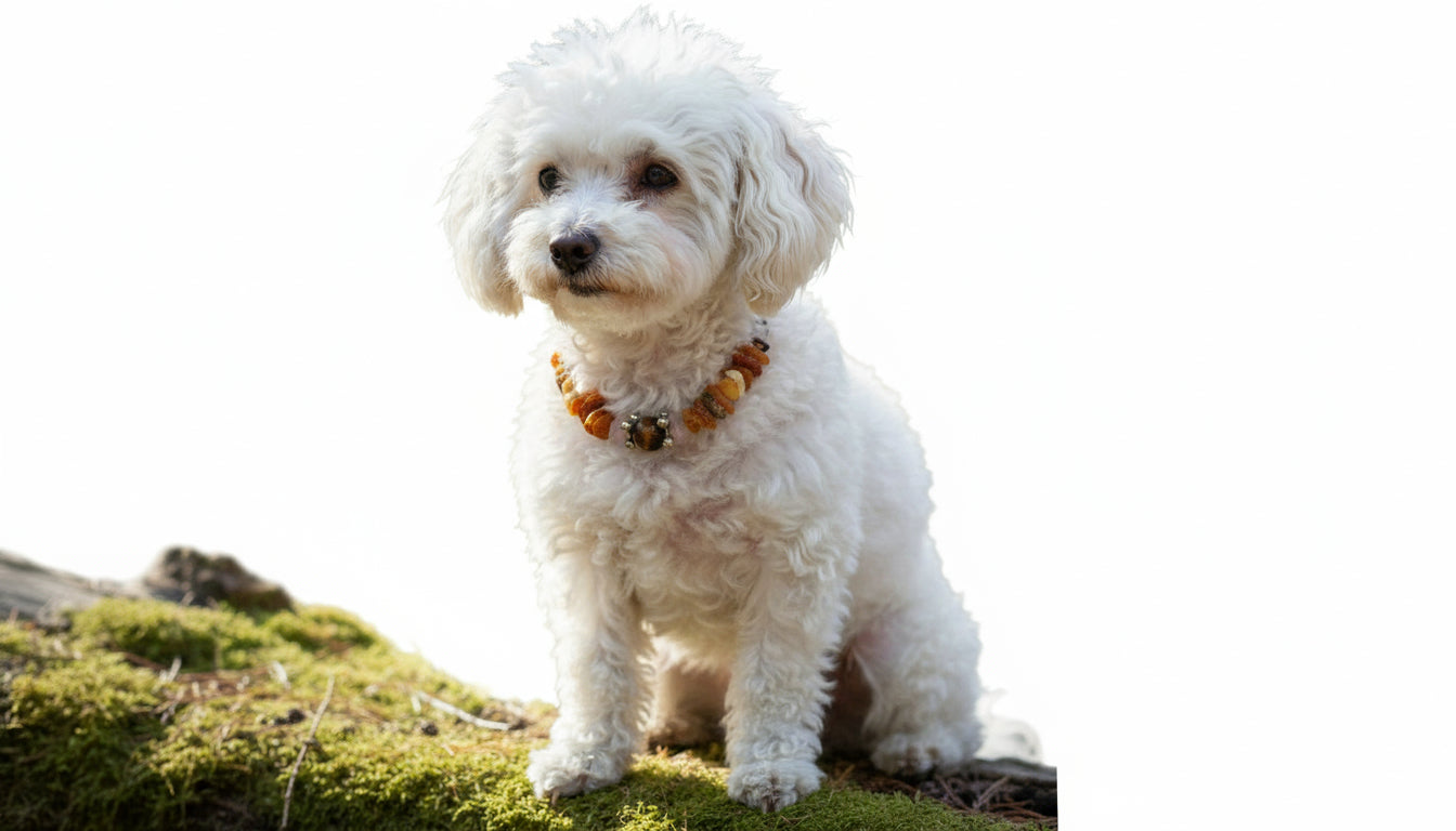 Bernsteinkette für den Hund mit Rosenquarz und Tigerauge Länge 31cm - TierVita