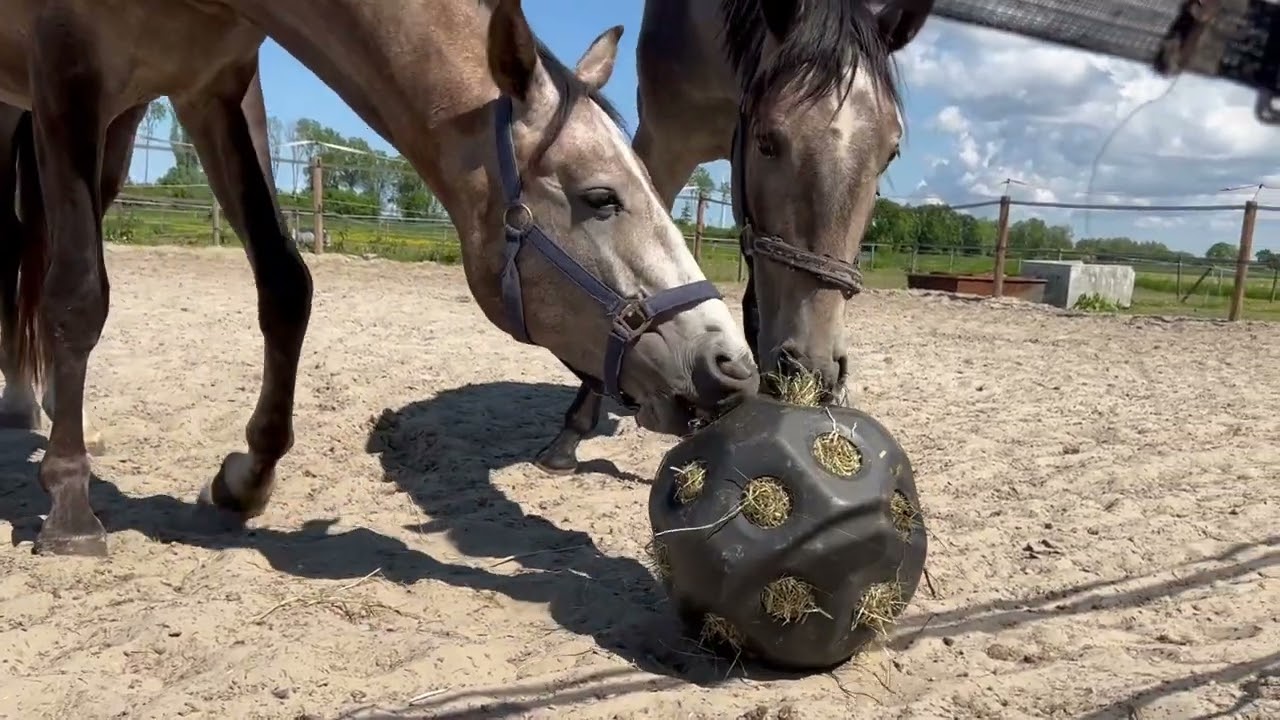 Excellent Horse Feed & Play Ball Lila
