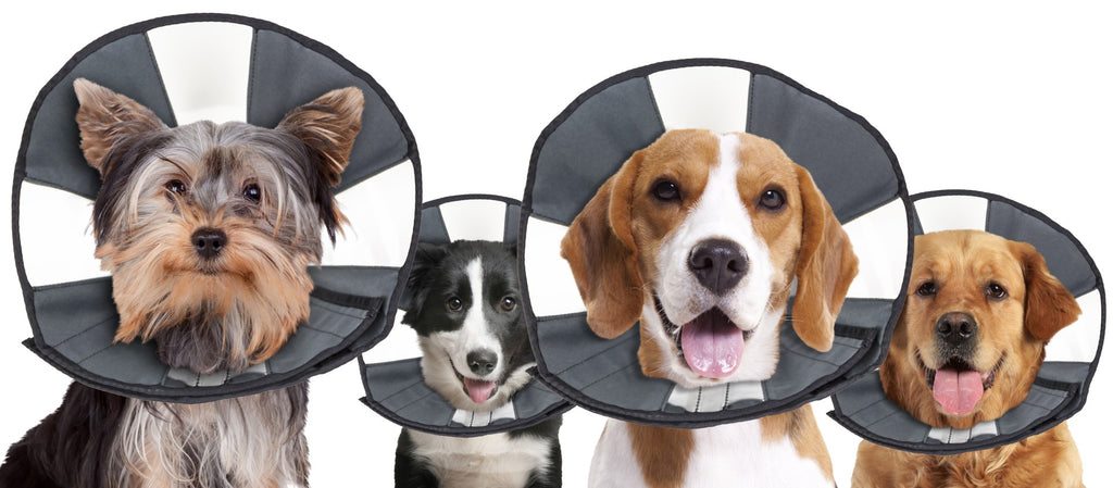 Halskrause ProCone M für Hunde – Zenpet