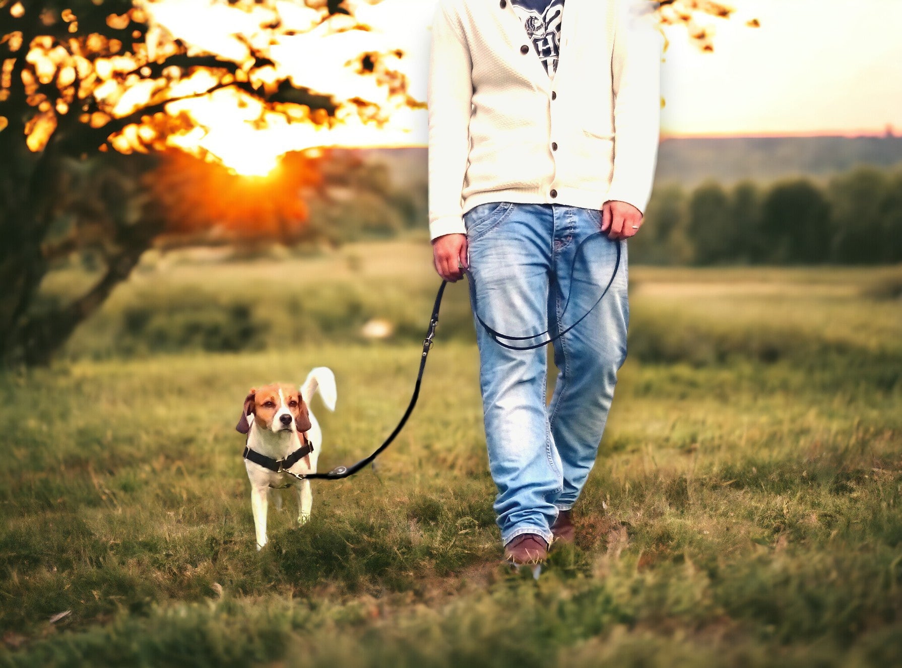 Anti-Stress-Geschirr STURMFREI® Saver für mittlere und große Hunde