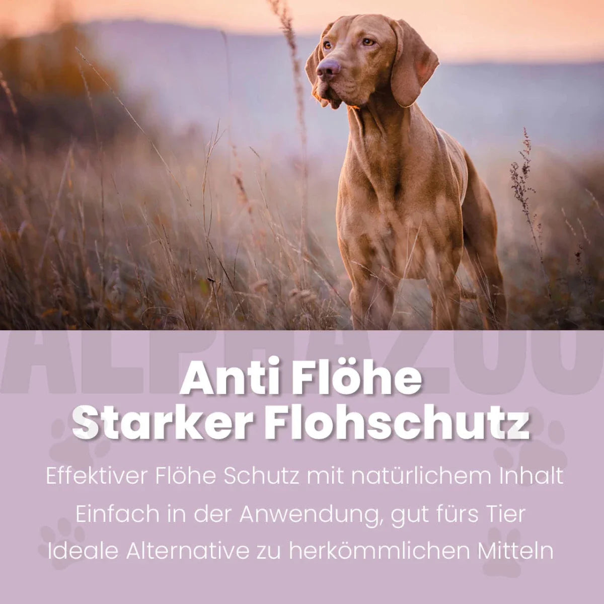 ByeByeVloh Spot-On für Hunde – pflanzlich mit Geraniol & Zitronen-Eukalyptus
