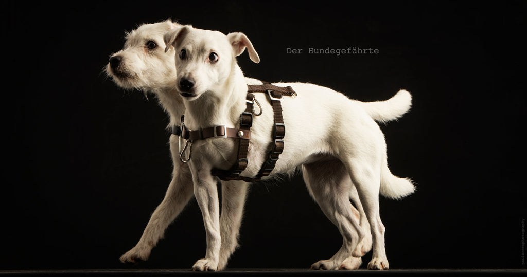 Anti-Stress-Geschirr STURMFREI®, Größe XXS