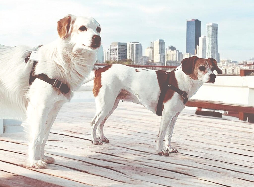 Anti-Stress-Geschirr STURMFREI®, Größe S