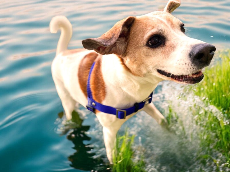 Anti-Stress-Geschirr STURMFREI®, Größe S für Kraftprotze