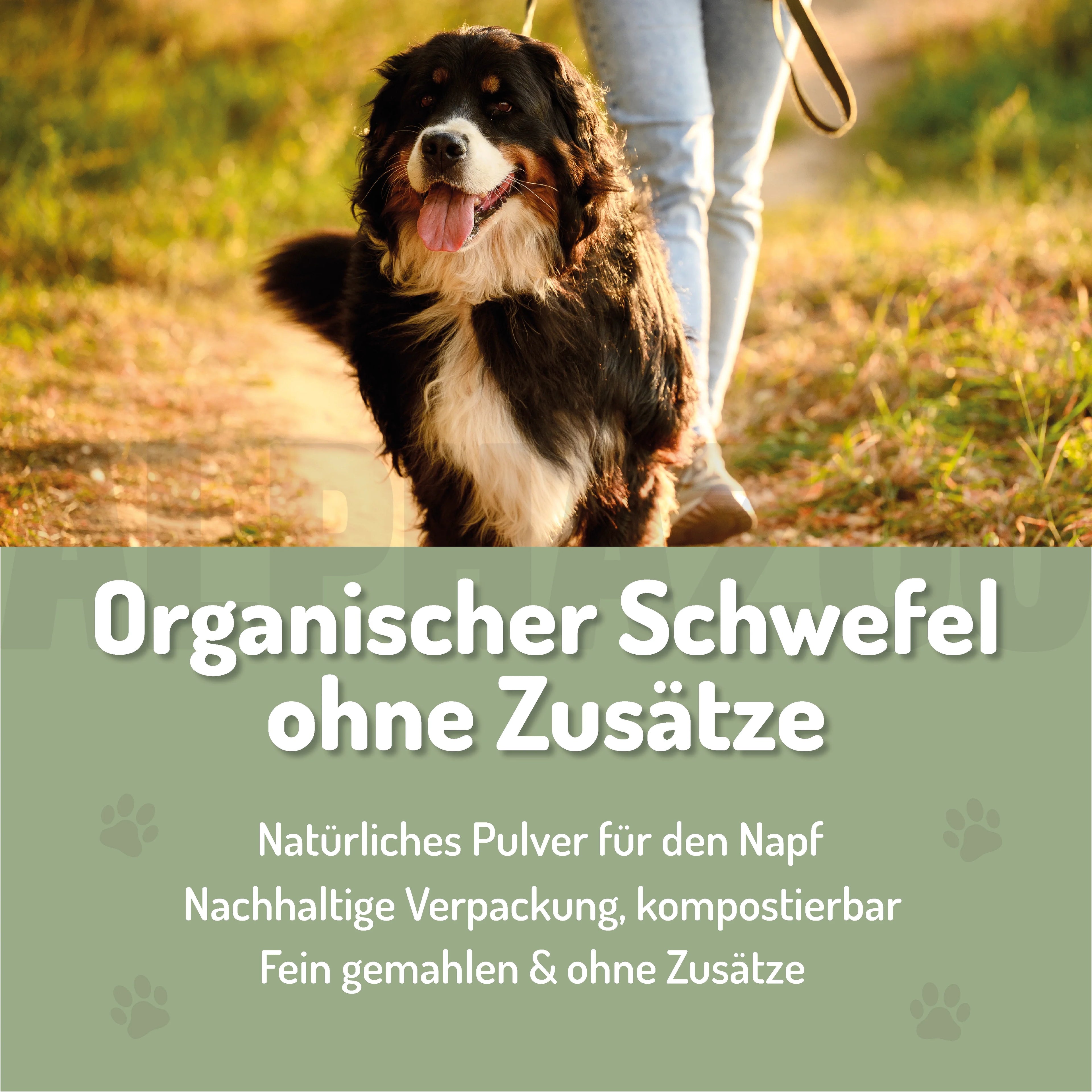 MSM Pulver für Hunde & Katzen – organischer Schwefel für Gelenke & Fell