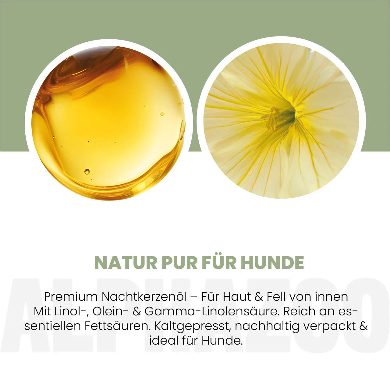 Nachtkerzenöl für Hunde – kaltgepresst & naturbelassen