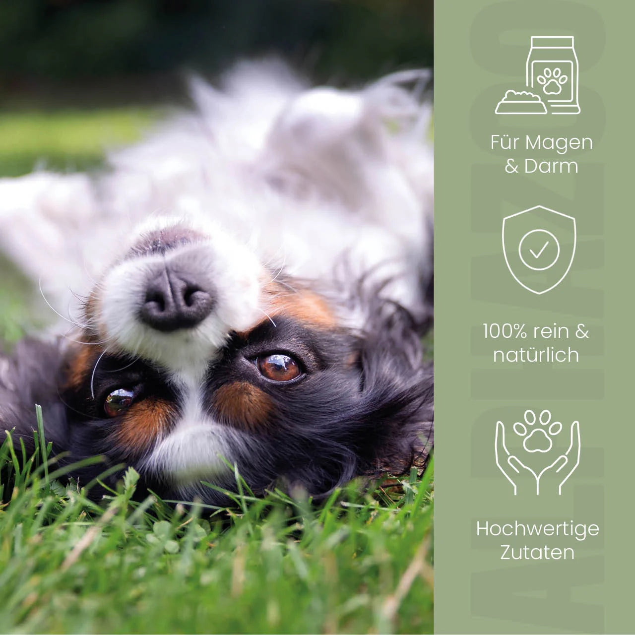 Pupsbremse Futteröl für Hunde – Lein, Hanf & Kürbiskern kaltgepresst