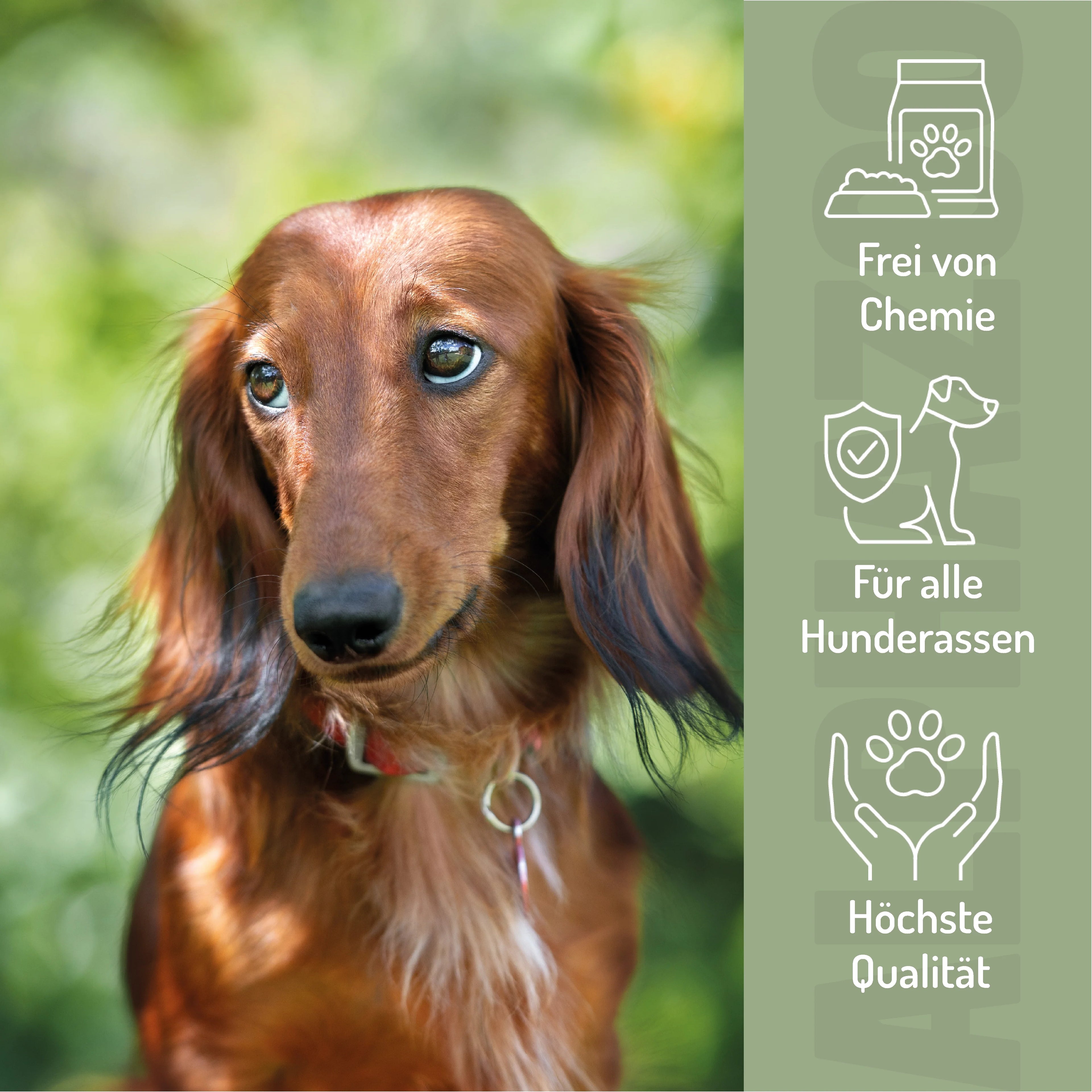 Seelenruhe Beruhigungs-Tabletten für Hunde – mit Baldrian & Melisse