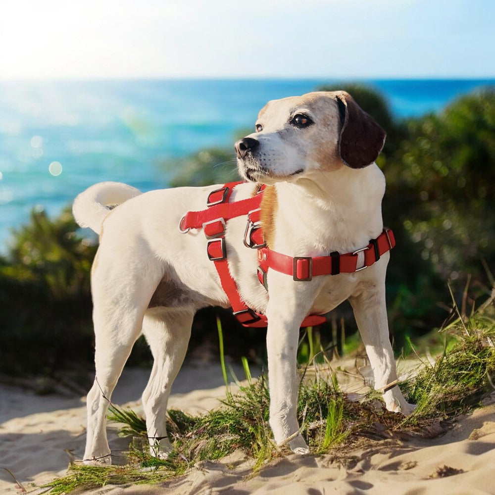 Anti-Stress-Geschirr STURMFREI® Saver für kleine bis mittlere Hunde