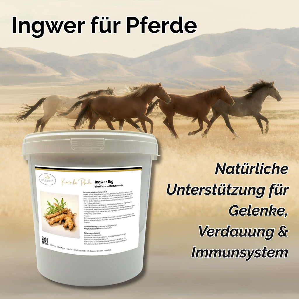 Ingwer Pferd Pulver 1kg - TierVita